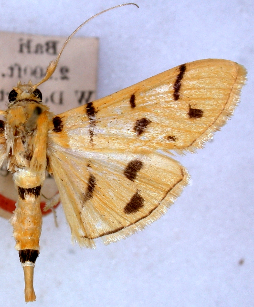 Dichocrocis dichochrosialis Hampson